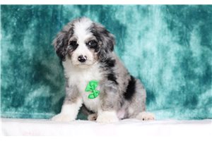 Murdock - Bernedoodle, Mini for sale