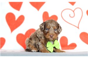 Rolly - Bernedoodle, Mini for sale