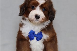 Vanda - Bernedoodle, Mini for sale