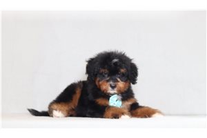 Able - Bernedoodle, Mini for sale