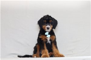 Abbott - Bernedoodle, Mini for sale