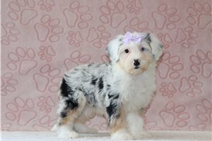 Bloom - Bernedoodle, Mini for sale