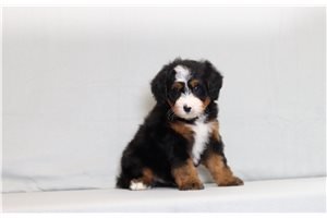 Tony - Bernedoodle, Mini for sale