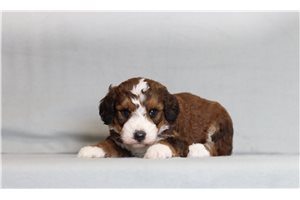 Vera - Bernedoodle, Mini for sale