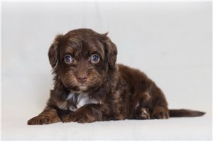 Peggie - Bernedoodle, Mini for sale