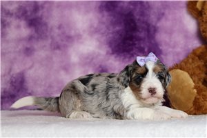 Isabella - Bernedoodle, Mini for sale