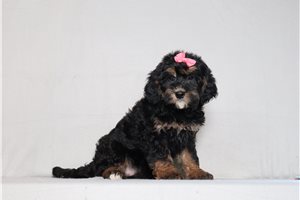 Odessa - Mini Bernedoodle for sale