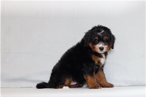 Aaron - Bernedoodle, Mini for sale
