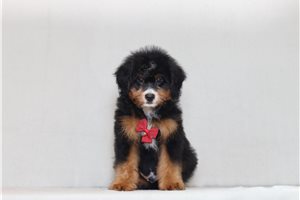 Abbott - Bernedoodle, Mini for sale