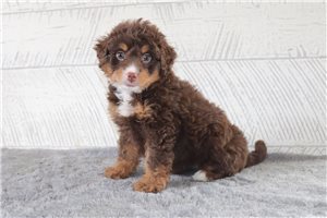 Greta - Bernedoodle, Mini, placed in Zanesville / Cambridge
