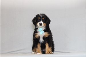 Austin - Bernedoodle, Mini for sale