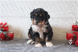 Avery - Bernedoodle, Mini for sale