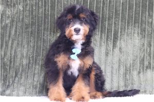 Abbott - Mini Bernedoodle for sale