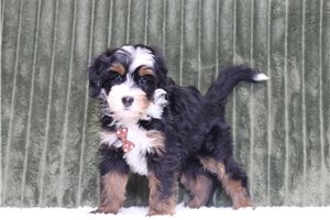 Gatlin - Mini Bernedoodle for sale
