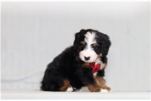 Jett - Bernedoodle, Mini for sale