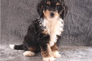 Avery - Bernedoodle, Mini for sale