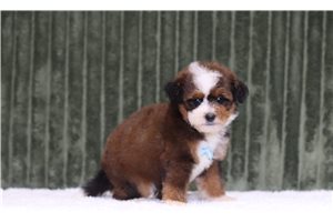 Jett - Mini Bernedoodle for sale