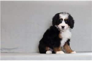 Alistair - Bernedoodle, Mini for sale