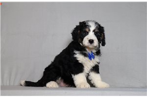 Ollie - Bernedoodle, Mini for sale