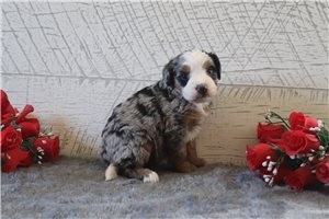Aspen - Bernedoodle, Mini for sale