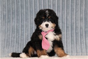 Gill - Mini Bernedoodle for sale