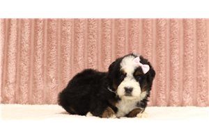 Gigi - Mini Bernedoodle for sale