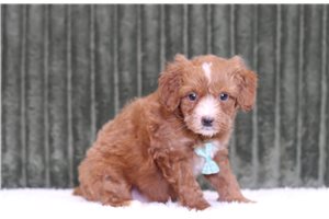 Joyce - Mini Bernedoodle for sale