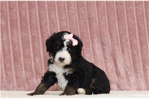 Joie - Mini Bernedoodle for sale