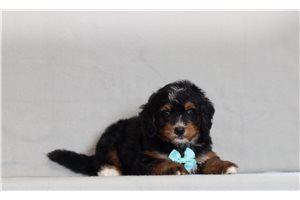 Dino - Bernedoodle, Mini for sale