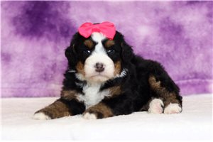 Joyce - Bernedoodle, Mini for sale