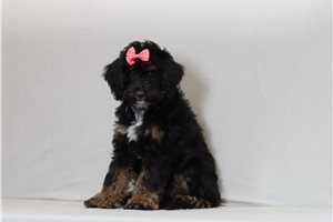 Pearl - Bernedoodle, Mini for sale
