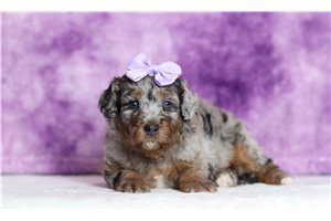 Jenny - Bernedoodle, Mini for sale