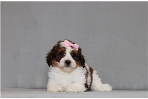 Velma - Bernedoodle, Mini for sale