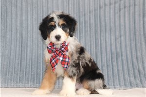 Malcolm - Bernedoodle, Mini for sale