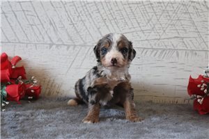 Augustus - Bernedoodle, Mini for sale