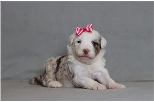 Blossom - Bernedoodle, Mini for sale