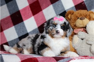 Zuri - Bernedoodle, Mini for sale