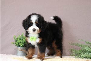 Elmo - Bernedoodle, Mini for sale