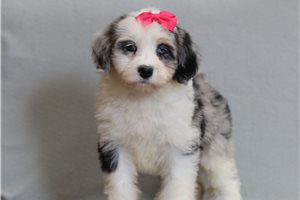Adeline - Bernedoodle, Mini for sale
