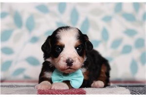 Ericson - Bernedoodle, Mini for sale