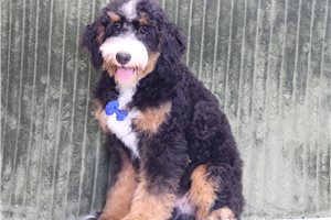 Tony - Mini Bernedoodle for sale