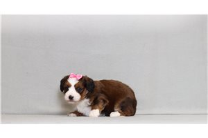 Maia - Bernedoodle, Mini for sale