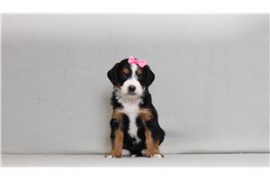 Mana - Bernedoodle, Mini for sale