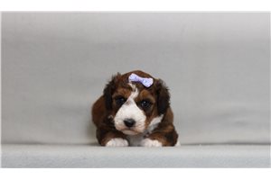 Maisie - Bernedoodle, Mini for sale