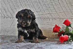 Orlando - Bernedoodle, Mini for sale