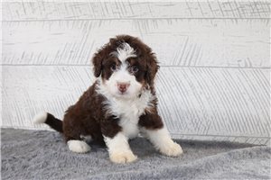 Gretchen - Bernedoodle, Mini, placed in Zanesville / Cambridge