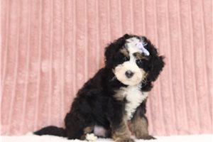 Joan - Mini Bernedoodle for sale
