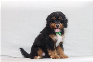 Domingo - Bernedoodle, Mini for sale
