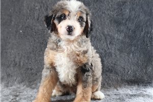 Axel - Bernedoodle, Mini for sale