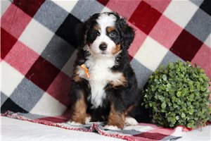 Elmo - Bernedoodle, Mini for sale